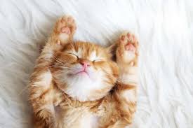 Nalan In Dunyasi Kedi Cinsleri