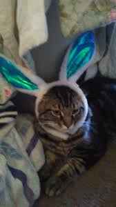 It S A Cat Rabbit Cats Animals Rabbit