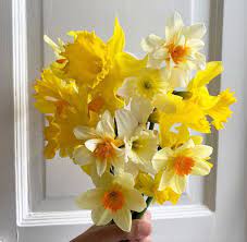Daffodil Yellow Flowers Yellow Daffodil Wedding Bouquet Daffodil Flower Daffodils Yellow Daffodils