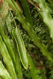 Image result for Elaphoglossum aubertii