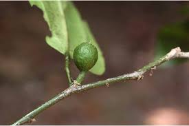 Image result for Strombosia