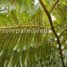 Image result for Cyathea cf. humilis