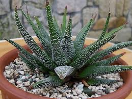 Si ya eres un aficionado, en cactus y suculentas, podrás ampliar tus conocimientos e identificar tu colección. Flora De Puerto Rico Ilustrada Papo Vives Suculentas Exoticas Cultivadas En Puertorico Ii