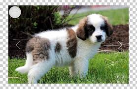 The german shepherd breed is generally considered one of the most intelligent, dedicated, loyal, and family orientated companions available in the doggy world. St Bernard German Shepherd Chow Chow Poodle Pomeranian Png Clipart Australian Shepherd Carnivoran Companion Dog Dog