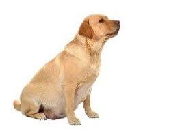 Kopeklerde Gebelik Ne Kadar Surer Dogs Labrador Retriever Retriever