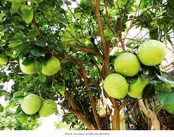 Check spelling or type a new query. Philippines Grow Pummelo And Jackfruit In Your Farm Tfnet International Tropical Fruits Network