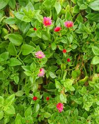 A rosinha é uma daquelas plantas que nunca me deixa só porque as suas flores todos os dias me fazem companhia. Conrado Paisagismo Aptenia Cordifolia Mais Conhecida Como Rosinha Do Sol Excelente Opcao Para Forracao E Planta Pendente E Sabe O Que Mais Ela E Uma Panc Planta Alimenticia Nao Convencional