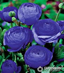 Der beste zeitpunkt für die aussaat Ranunkeln Ranunculus Blue 5 St Gardenmarkt De