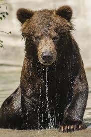 I Wonder What Bears Think Of Pictures Of Humans Stepping Out Of Water Dripping Wet Looking Feirce Lol This Is Bea Animals Beautiful Grizzly Bear Cute Animals