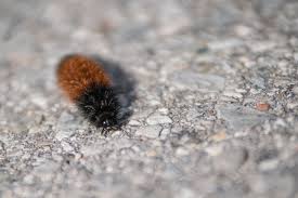 The old farmer's almanac investigates woolly bears as weather in terms of appearance, the caterpillar has 13 distinct segments of either rusty brown or black. Types Of Woolly Caterpillars