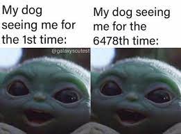Pin By Lucianarochafotos On Baby Yoda Really Funny Memes Funny Relatable Memes Stupid Funny Memes