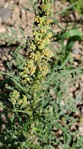 Image result for Aspidoglossum lanatum
