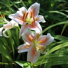 Jul 22, 2021 · tall enough for planting in the middle or back row of a flower bed, 'stargazer' lilies can serve as focal points, as they are sure to catch the viewer's eye with large flowers bearing vibrant colors. In The Garden Oriental Lilies Are Beautiful Easy To Grow The Spokesman Review