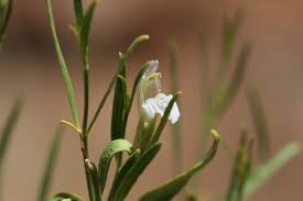 Image result for Pogonospermum subsessile