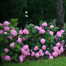 Hydrangea is not quite common here in bangalore. Let S Dance Moonlight Hydrangea Buy Online At Nature Hills Nursery