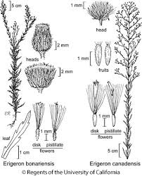 Image result for Erigeron bonariensis