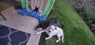 Jump to search for a puppy or dog puppies and dogs in oregon cities these adorable pups are available for adoption in portland, oregon. Portland Puppies And Dogs For Adoption Home Facebook