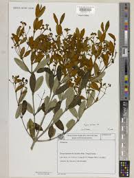 Image result for Dictyophleba ochracea