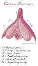 Sexo L rection du clitoris, on en parle? : Lez Spread the Word