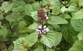 Die frage ist allerdings, ob sich diese auch draußen anbauen lässt? Minze Pflanzen Blumentopf Als Wurzelsperre Mein Schoner Garten