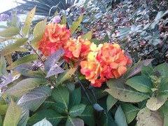 It is easy to see where the oakleaf hydrangea gets its name. Orange Hydrangeas