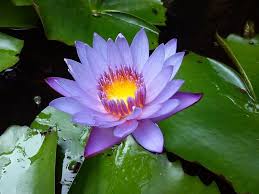 Maybe you would like to learn more about one of these? Water Lilies Meaning And Symbolism In Different Cultures Religions Florgeous