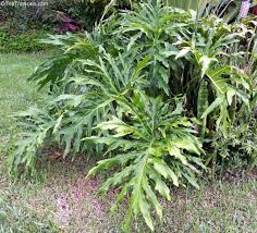 Philodendron Bipinnatifidum Philodendron Selloum Is Large Semiwoody Shrub With Enormous Glossy Leaves And A Single Erect Unbr Philodendron Plants Rare Plants