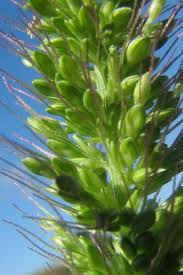 Image result for Setaria atrata