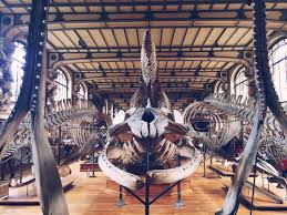A Giant Cabinet Of Curiosities In Paris Cabinet Of Curiosities Natural History Paris