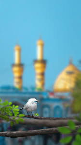 ahlebait ahlulbayt karbala imam hussain wallpapers karbala photography imam hussain karbala imam hussain karbala