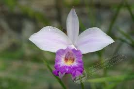 Image result for Thunbergia graminifolia