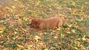 Puppies for sale from dog breeders near oregon. Golden Irish By Sunshine Acres Home Facebook