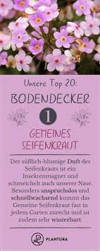 Bodendecker Die 20 Schonsten Fur Eine Schlichte Gartengestaltung Einfache Gartengestaltung Bodendecker Seifenkraut