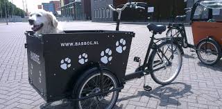 Robustes Und Sehr Stabiles Hundetransport Lastenfahrrad Das Babboe Dog Verfugt Uber Eine Grosse Transportbox Mit Sicheren Hohen Ho Hundetransport Hunde Babboe