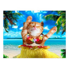 Marmalade my cats name is orange. Hawaiian Dancer Cat Funny Cat Orange Cat Postcard Zazzle Com Cat Summer Orange Cat Cute Cats