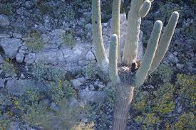 It is made up of a tall, fluted columnar stem that can go as thick as 24 inches. Az Game And Fish Eagles Nesting In Saguaro Photographed For 1st Time