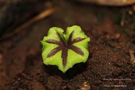 Image result for Nervilia petraea