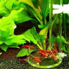 Aliexpress Aquarium Fish Aquascape Aquarium Coral Reef