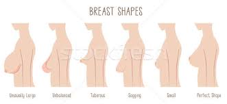 Breast Shape Chart Stock Photo Kaori Takehana Norwayblue