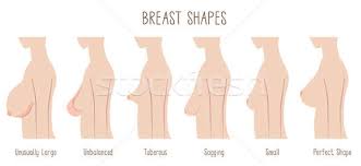 Breast Shape Chart Stock Photo Kaori Takehana Norwayblue