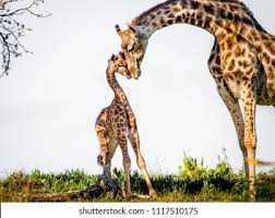 Baby Giraffe Images Stock Photos Vectors Shutterstock
