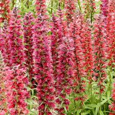 Image result for Echium