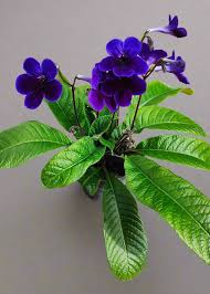 Image result for Streptocarpus goetzei