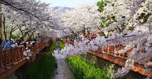 , cherry magic , it seems that you can be a witch if you are a virgin until 30 years old. South Korea Cherry Blossom Guide 2020 The Only Guide You Ll Need The Travel Intern