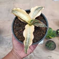 Image result for Sansevieria kirkii