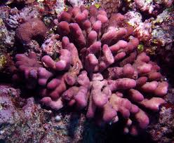 Maybe you would like to learn more about one of these? Fiji S Colorful Corals Are Indication Of Coral Health Reef Resilienceliving Oceans Foundation