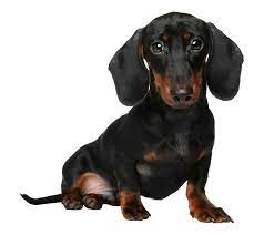 These puppies are being brought up in the heart of a family home with children, cats and dogs. Miniature Dachshund Breed Guide Petbarn