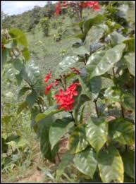 Image result for Manniophyton fulvum