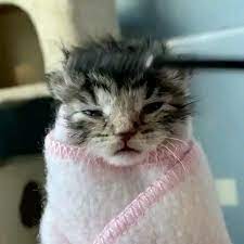 Funny Cat Videos Hilarious Crazy Cute Baby Animals Foster Kittens Funny Cat Videos