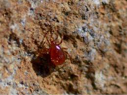 Image result for red mite